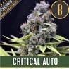 Critical Auto · Blimburn Seeds · semi di canapa · AutoFem