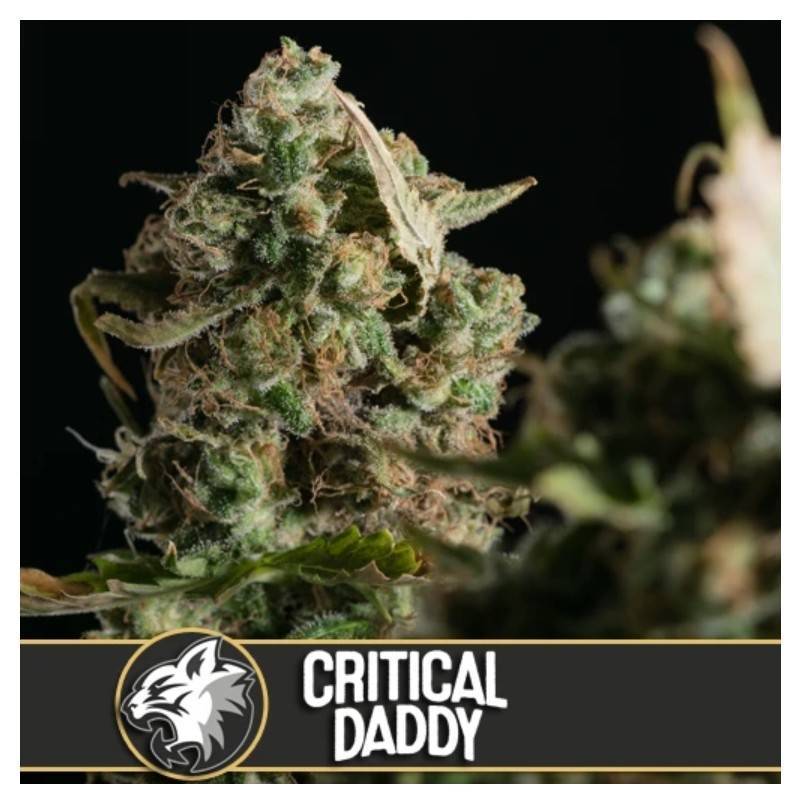 Critical Daddy Purple