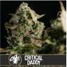 Critical Daddy Purple · Blimburn Seeds · semi di canapa · Fem