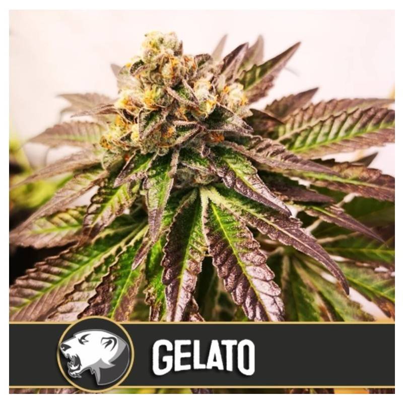 Gelato · Blimburn Seeds · kenevir tohum · Disi · Fem