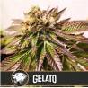 Gelato · Blimburn Seeds · semi di canapa · Fem