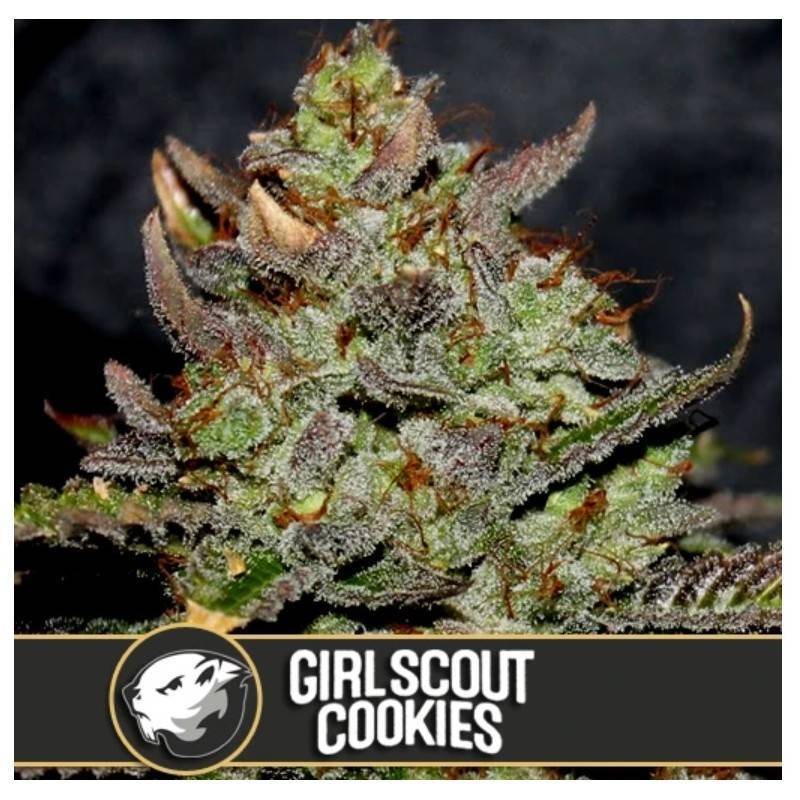 Girl Scout Cookies · Blimburn Seeds · kaufen cannabis samen · Fem