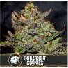 Girl Scout Cookies · Blimburn Seeds · cannabis seeds · Fem