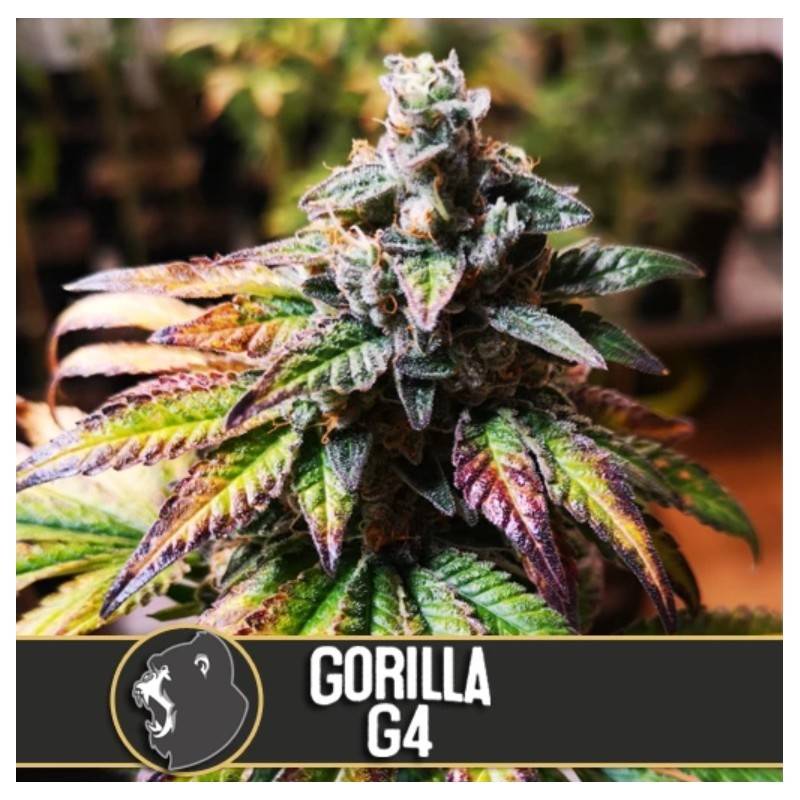 Gorilla Glue 4 · Blimburn Seeds · cannabis seeds · Fem