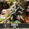 Gorilla Glue 4 · Blimburn Seeds · semi di canapa · Fem