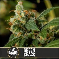 Green Crack