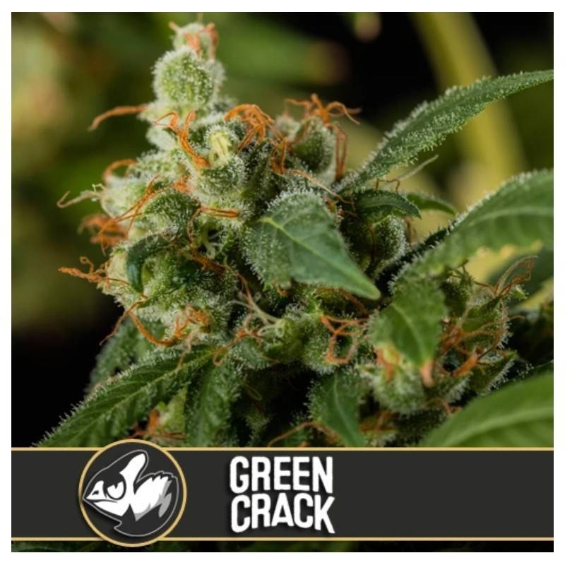 Green Crack · Blimburn Seeds · cannabis seeds · Fem