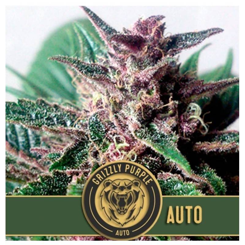Grizzly Purple Auto · Blimburn Seeds · semi di canapa · AutoFem