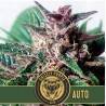 Grizzly Purple Auto · Blimburn Seeds · semi di canapa · AutoFem