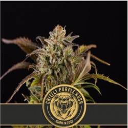 Grizzly Purple Kush ·...