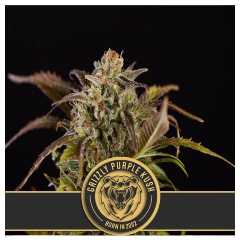 Grizzly Purple Kush · Blimburn Seeds · cannabis seeds · Fem