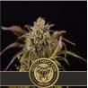 Grizzly Purple Kush · Blimburn Seeds · cannabis seeds · Fem