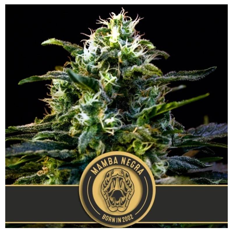Mamba Negra · Blimburn Seeds · cannabis seeds · Fem