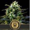 Mamba Negra · Blimburn Seeds · semi di canapa · Fem