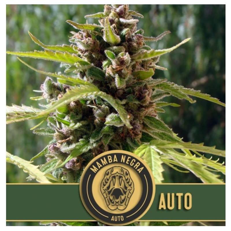 Mamba Negra Auto · Blimburn Seeds · semi di canapa · AutoFem