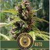 Mamba Negra Auto · Blimburn Seeds · semi di canapa · AutoFem