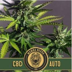 Mamba Negra Auto CBD