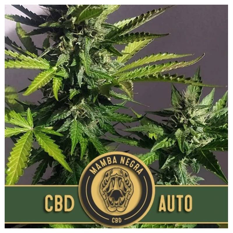 Mamba Negra Auto CBD · Blimburn Seeds · semi di canapa · AutoFem