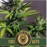 Mamba Negra Auto CBD · Blimburn Seeds · semi di canapa · AutoFem