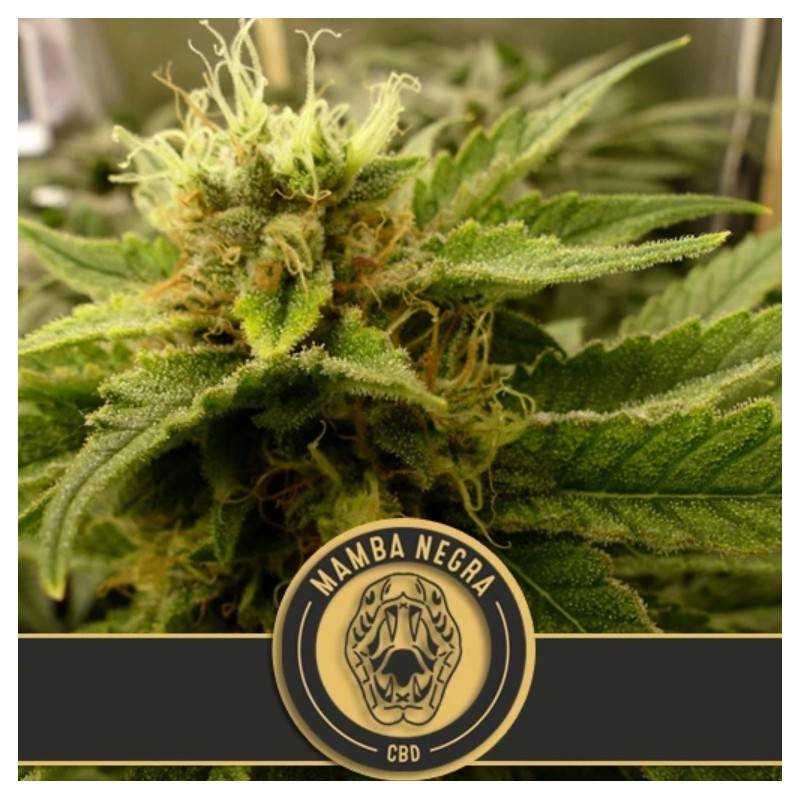Mamba Negra CBD · Blimburn Seeds · semi di canapa · Fem