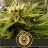 Mamba Negra CBD · Blimburn Seeds · cannabis seeds · Fem