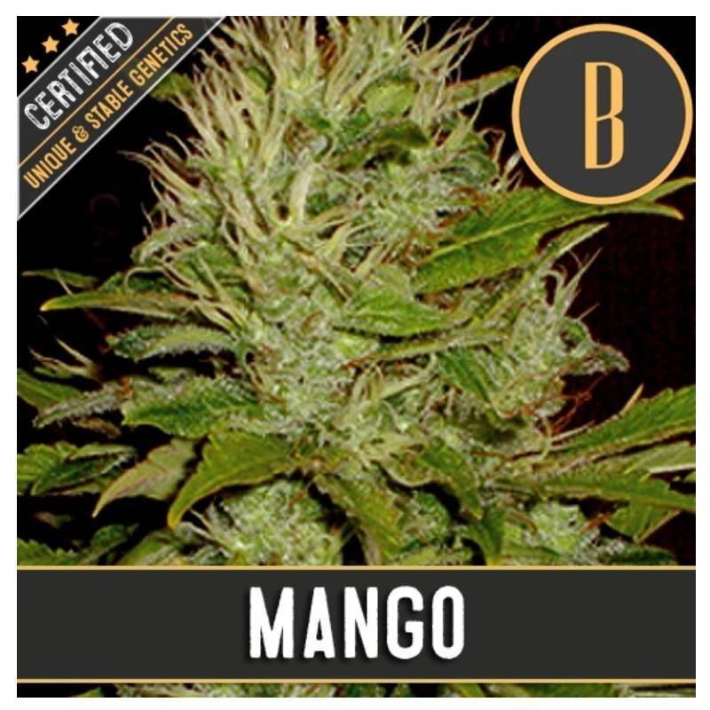 Mango · Blimburn Seeds · cannabis seeds · Fem
