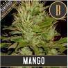 Mango · Blimburn Seeds · cannabis seeds · Fem