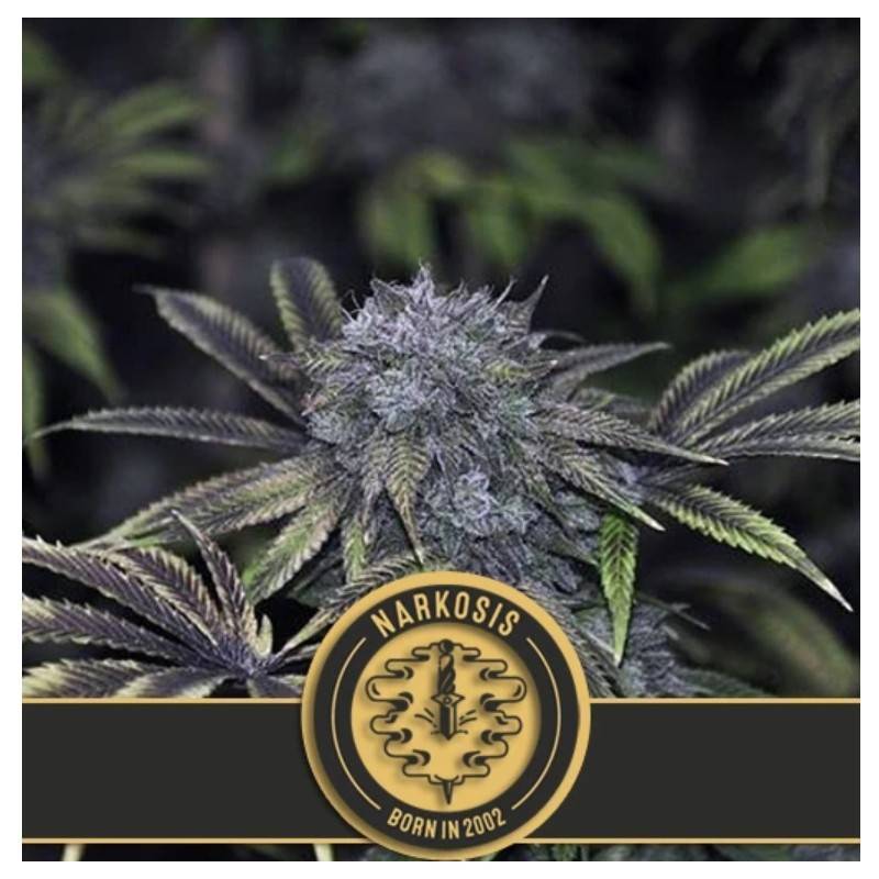 Narkosis · Blimburn Seeds · semi di canapa · Fem