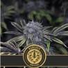Narkosis · Blimburn Seeds · semi di canapa · Fem