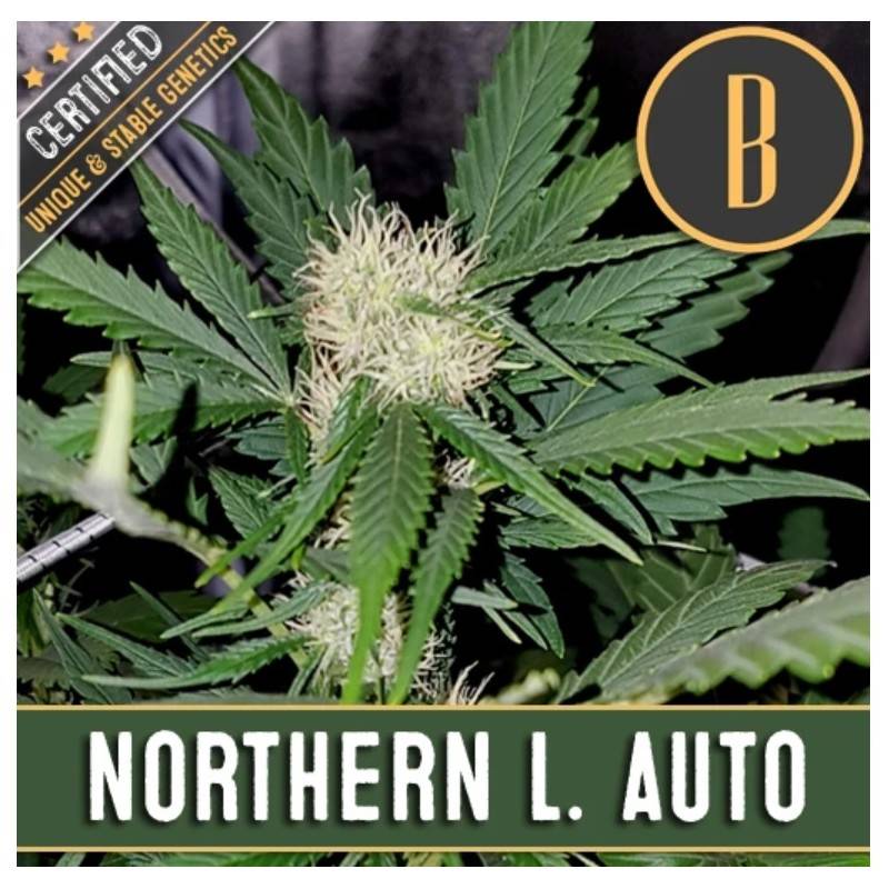 Northern Lights Auto · Blimburn Seeds · semi di canapa · AutoFem