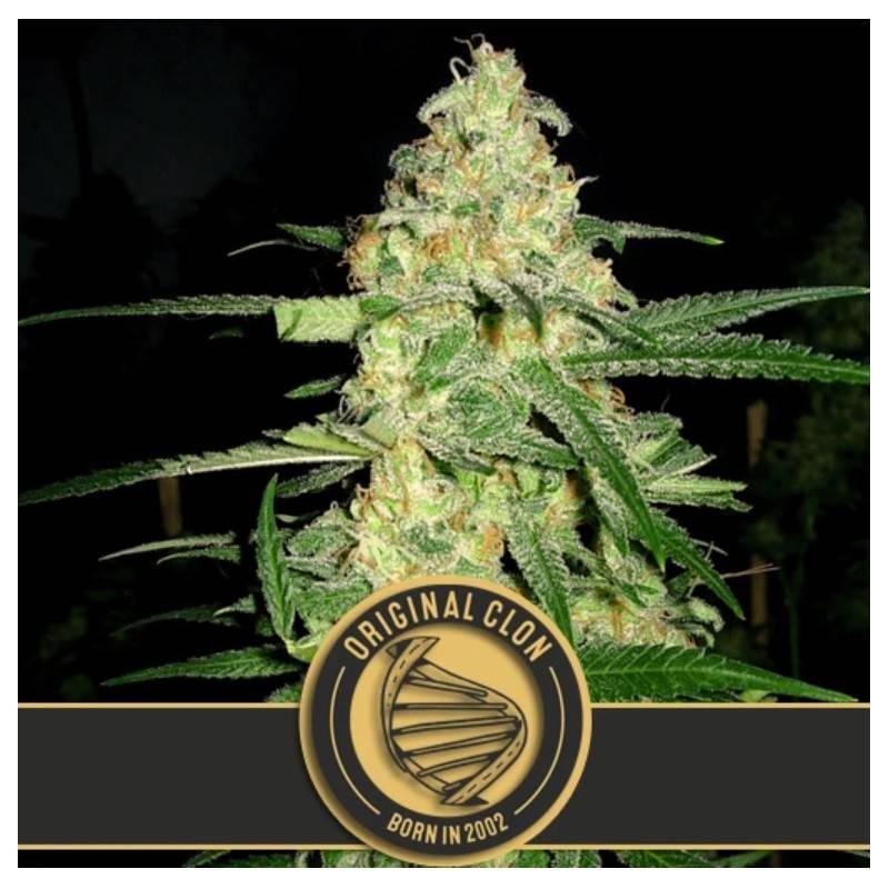 Original Clon · Blimburn Seeds · kaufen cannabis samen · Fem
