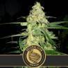 Original Clon · Blimburn Seeds · sementes de maconha · Fem