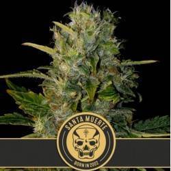 Santa Muerte
