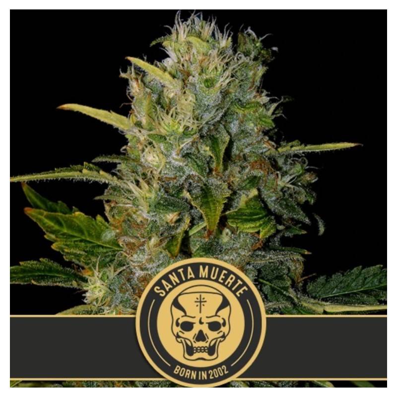 Santa Muerte · Blimburn Seeds · semi di canapa · Fem