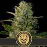 Santa Muerte · Blimburn Seeds · cannabis seeds · Fem
