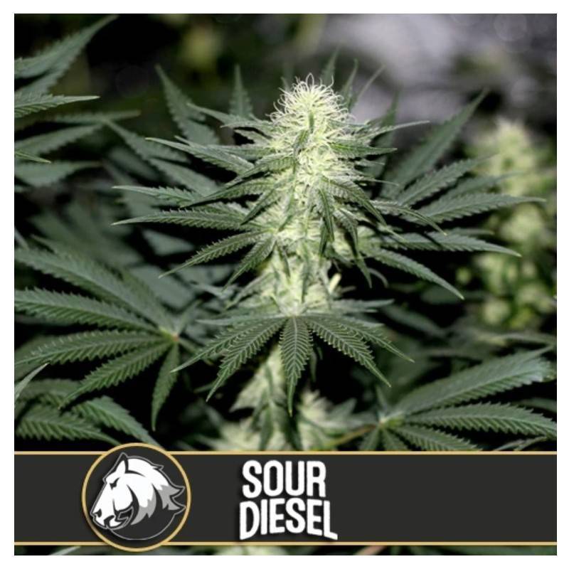 Sour Diesel · Blimburn Seeds · cannabis seeds · Fem