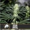 Sour Diesel · Blimburn Seeds · cannabis seeds · Fem
