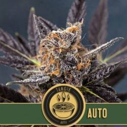 Tangie Auto