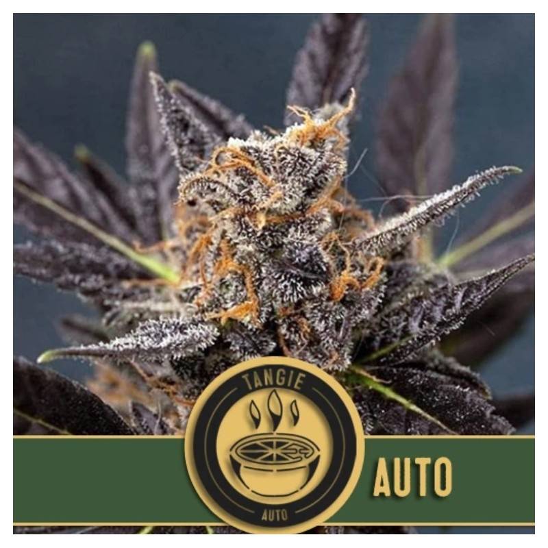 Tangie Auto · Blimburn Seeds · cannabis seeds · AutoFem