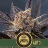 Tangie Auto · Blimburn Seeds · semi di canapa · AutoFem