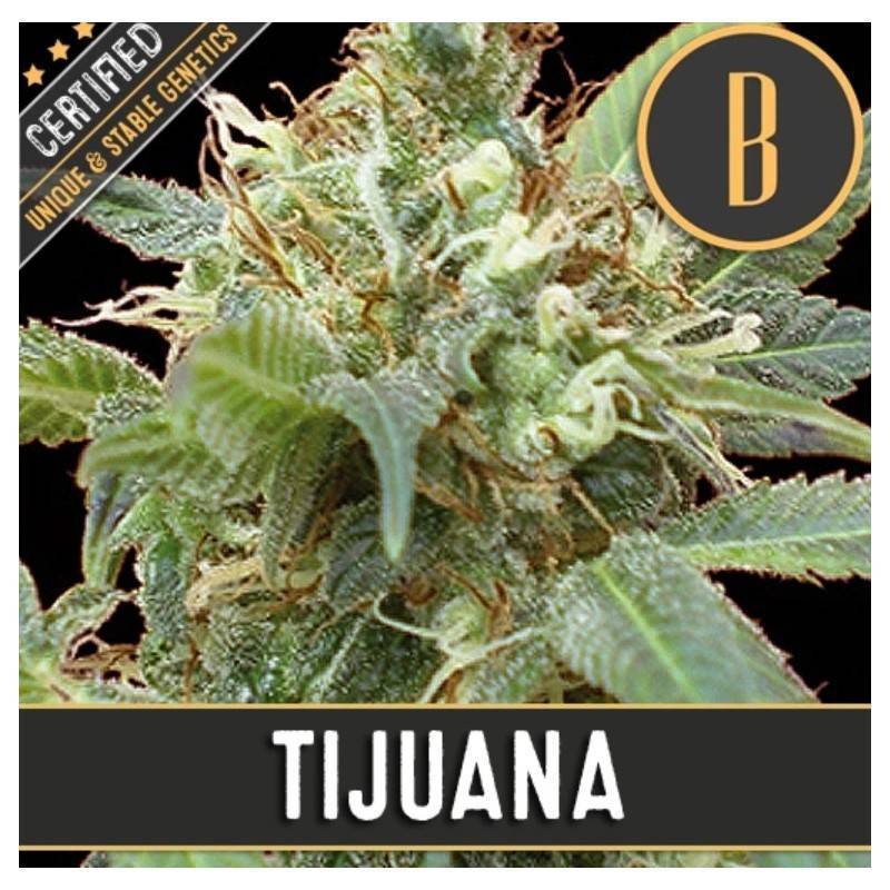 Tijuana · Blimburn Seeds · semi di canapa · Fem