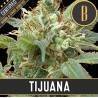 Tijuana · Blimburn Seeds · semi di canapa · Fem