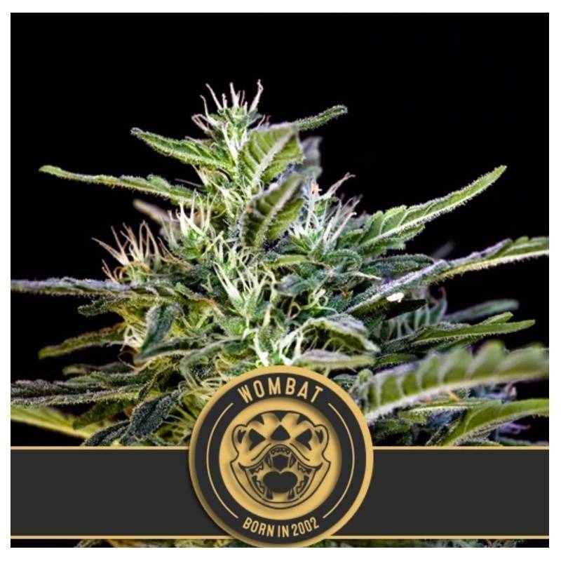 Wombat · Blimburn Seeds · semi di canapa · Fem