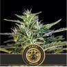 Wombat · Blimburn Seeds · cannabis seeds · Fem