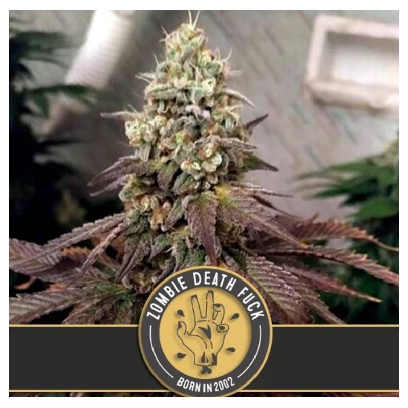 Zombie Death Fuck · Blimburn Seeds · semi di canapa · Fem