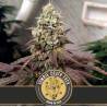 Zombie Death Fuck · Blimburn Seeds · semi di canapa · Fem