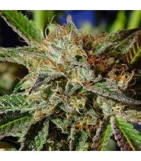 AUTO GHOST COOKIES · Original Sensible Seeds · semi di canapa · AutoFem
