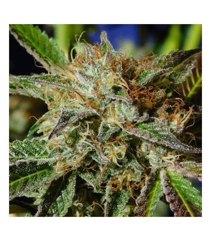AUTO GHOST COOKIES · Original Sensible Seeds · semi di canapa · AutoFem