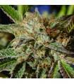 AUTO GHOST COOKIES · Original Sensible Seeds · sementes de maconha · AutoFem
