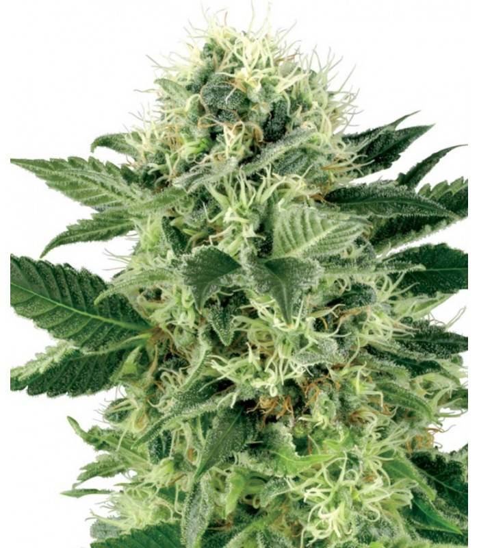AUTO NORTHERN LIGHTS · Dr Green Seeds · semi di canapa all ingrosso · AutoFem